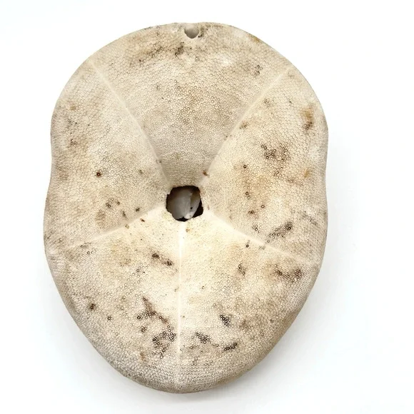 Sea Biscuit Sand Dollar Seashell Fossil Vintage Puffy Beach Decor Aquarium 5" - Picture 2 of 5